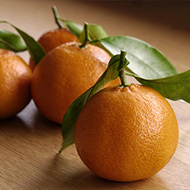 Winter Fruits Clementines
