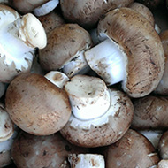 Tear-round Vegetables Mushrooms